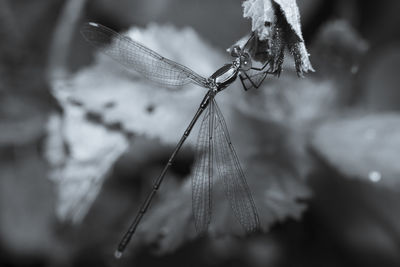 Close-up of dragonfly on plant