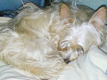 Close-up of dog sleeping on bed