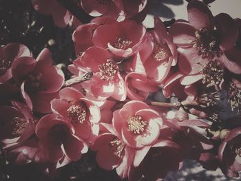 Close-up of pink flower