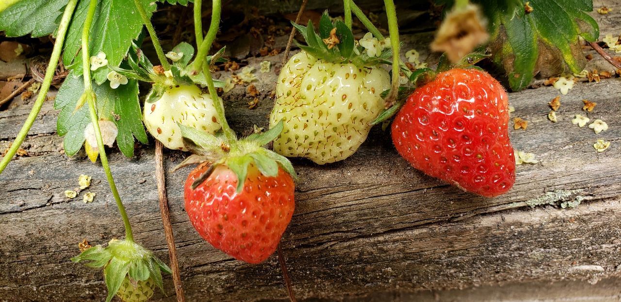 HIGH ANGLE VIEW OF FRUITS AND PLANTS