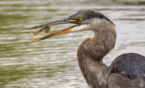 Close-up of a bird