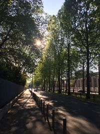 Trees in sunlight