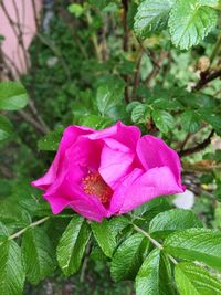 Close-up of pink flowers