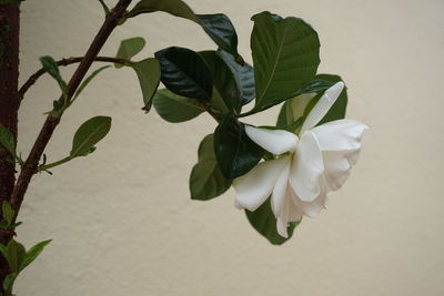 Close-up of white flowers