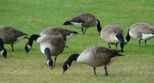 Bird on grassy field