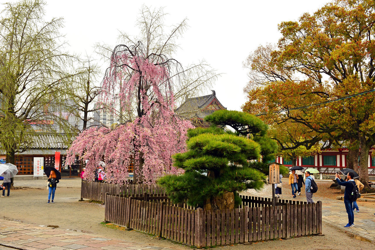 GROUP OF PEOPLE WALKING ON CHERRY BLOSSOM