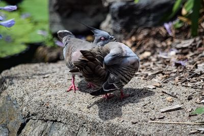 Close-up of bird on field