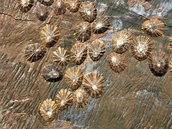 High angle view of dried plant