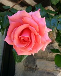 Close-up of pink rose blooming outdoors