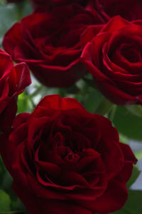 Close-up of red rose blooming outdoors