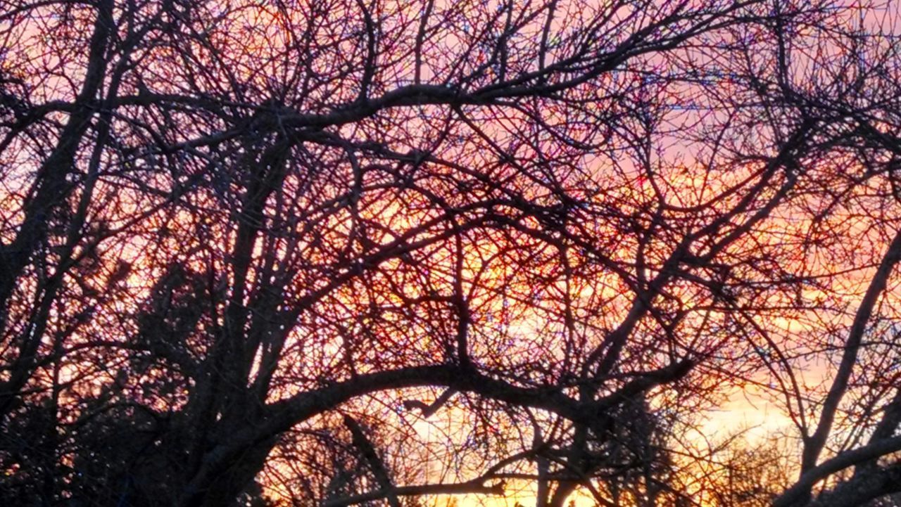 LOW ANGLE VIEW OF SILHOUETTE BARE TREES AGAINST SKY