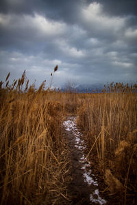 Grass on field against sky
