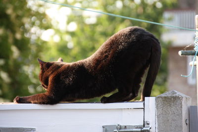 Black cat on fence