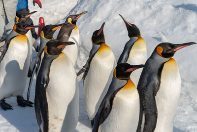 View of birds in snow