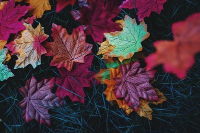 Close-up of maple leaves on plant during autumn