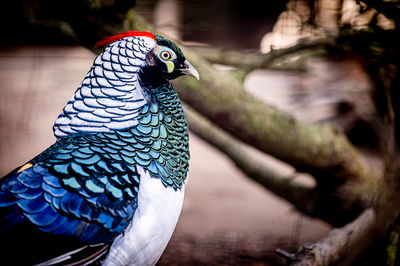 One male lady amherst's pheasant. portrait of chrysolophus amherstiae. 