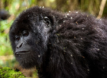 Close-up of a gorilla