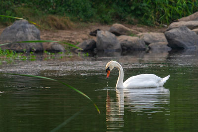 Swans swimming in lake