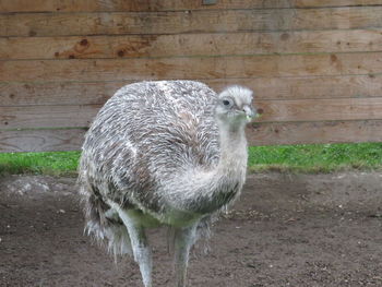 Close-up of bird on field