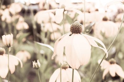 Close-up of white flowers blooming outdoors