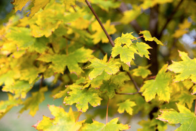 Spring background with fresh maple leaves. maple leave in city park