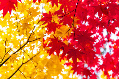 Low angle view of maple leaves