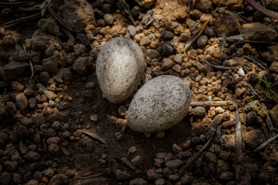 High angle view of mushrooms growing on pebbles
