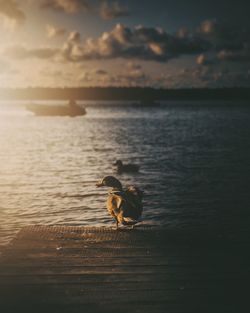 View of bird in sea against sunset sky