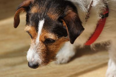 Close-up of a dog