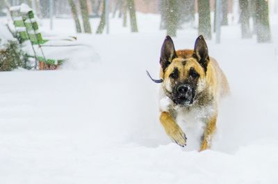 Dog running on snow covered ground