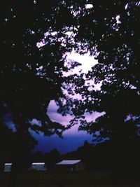 Low angle view of silhouette trees against sky at night