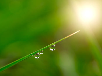 Close-up of water drops on blade of grass