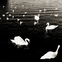 High angle view of swans swimming in lake