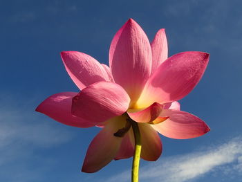 Low angle view of pink water lily against sky