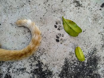 High angle view of bananas on ground