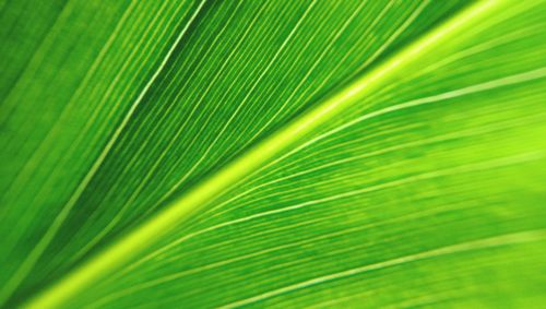 Full frame shot of palm leaves