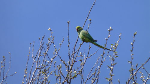 Low angle view of birds against clear blue sky