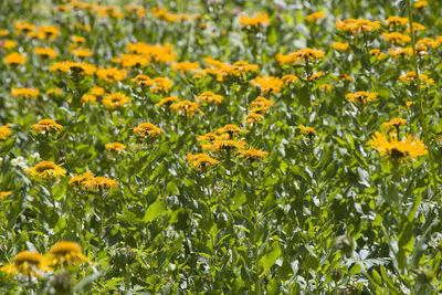 Close-up of yellow flowering plants on field