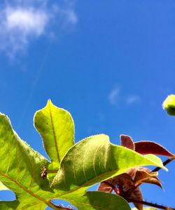 Low angle view of leaves against blue sky