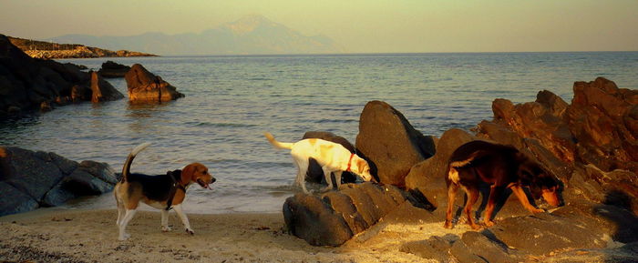 Dogs on beach against sea