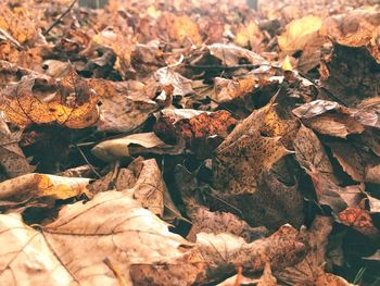 Full frame shot of dried autumn leaves on field