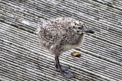 Close-up of bird