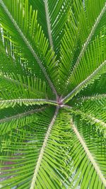 Full frame shot of palm tree