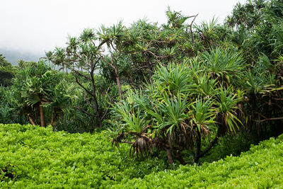 Trees growing on grassy field against clear sky