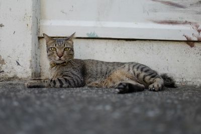 Portrait of cat resting