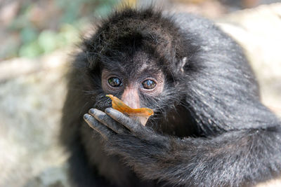 Close-up portrait of spider monkey