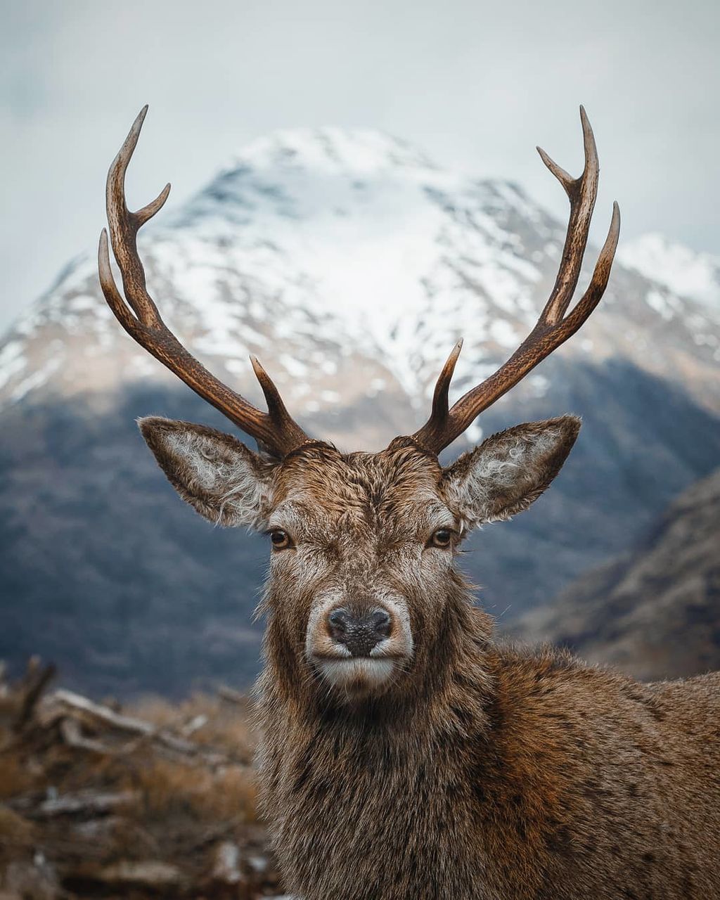 animal themes, animal, mammal, one animal, animal wildlife, animals in the wild, deer, antler, vertebrate, looking at camera, portrait, horned, focus on foreground, no people, day, nature, land, close-up, brown, animal head, herbivorous