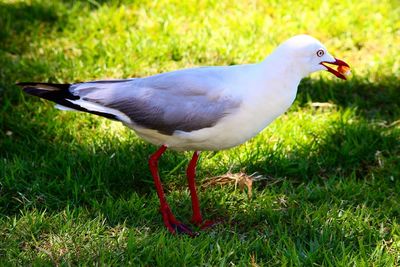 View of birds on grassy field