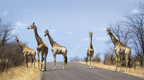 Giraffes standing on road