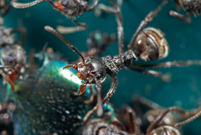 Close-up of insect on plant